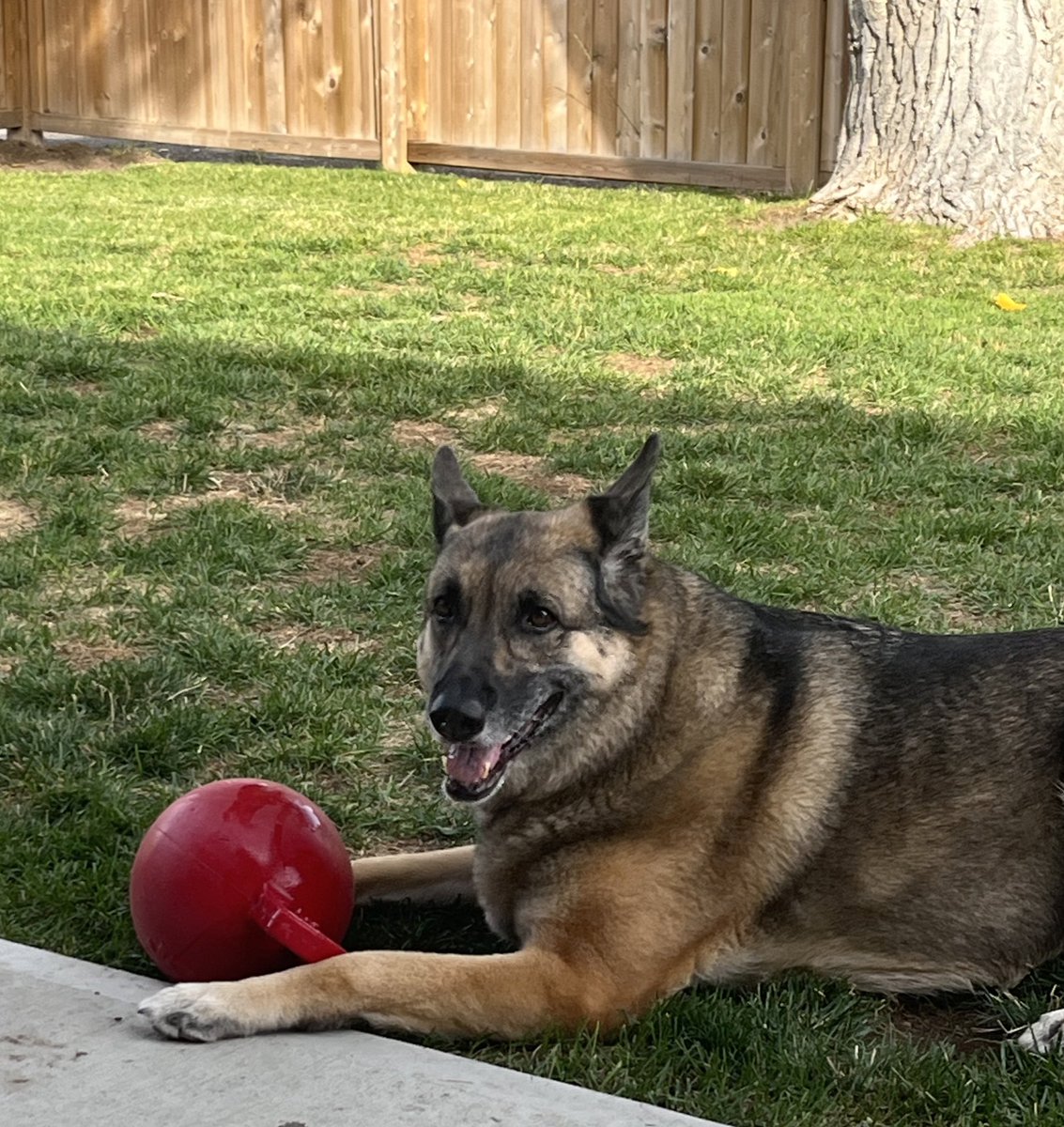 Sheri • Angel🐾 • Rizzo🐾 tweet media