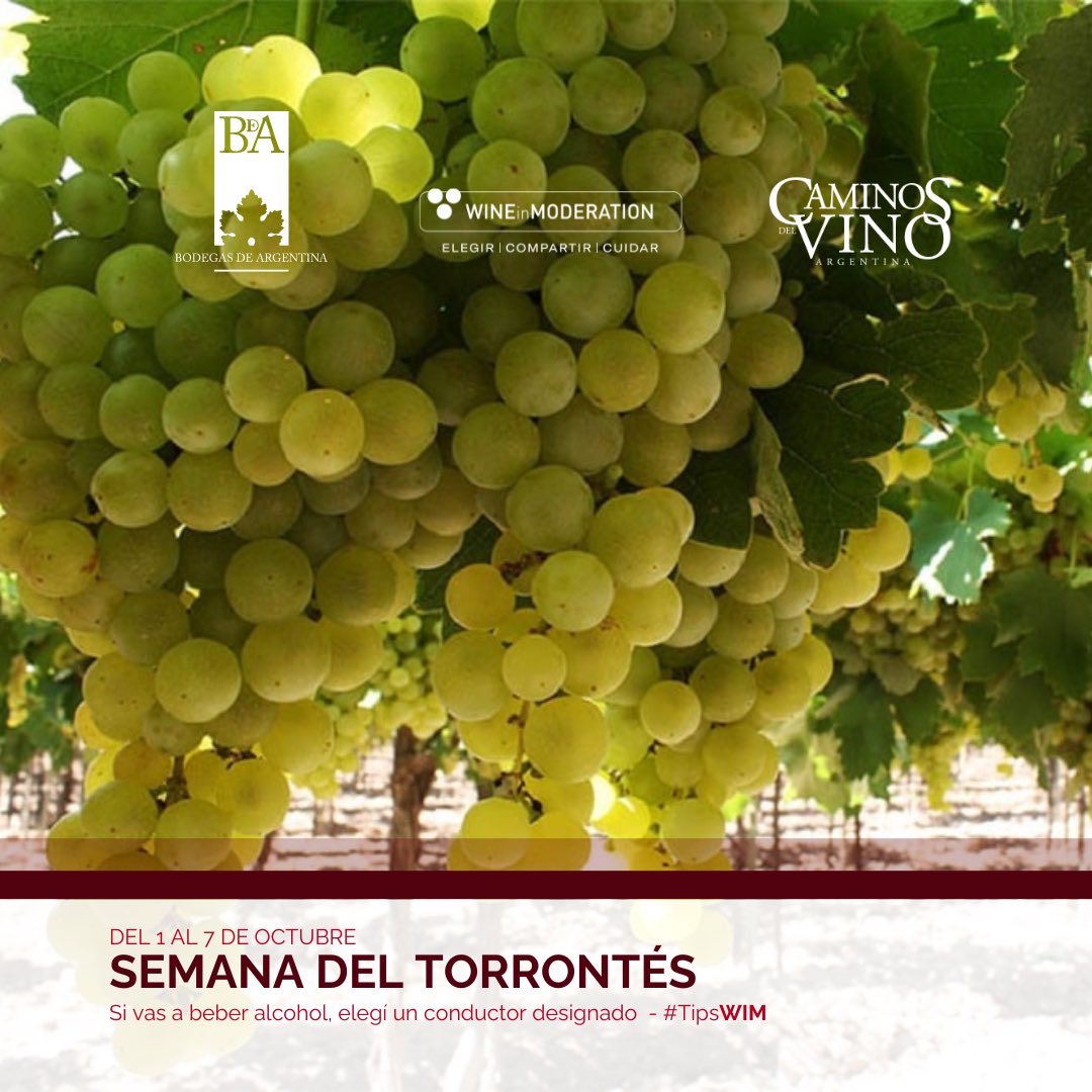 WIM_Arg's tweet photo. ¡🍇 Llega la Semana del Torrontés! 🍷 Del 1 al 7 de octubre, desde Bodegas de Argentina brindamos por una de las cepas mas aromática y fresca de Argentina 🇦🇷.
Recordá siempre elegir un conductor designado si vas a beber alcohol - #TipsWIM https://t.co/t2MWe8ZfJH
