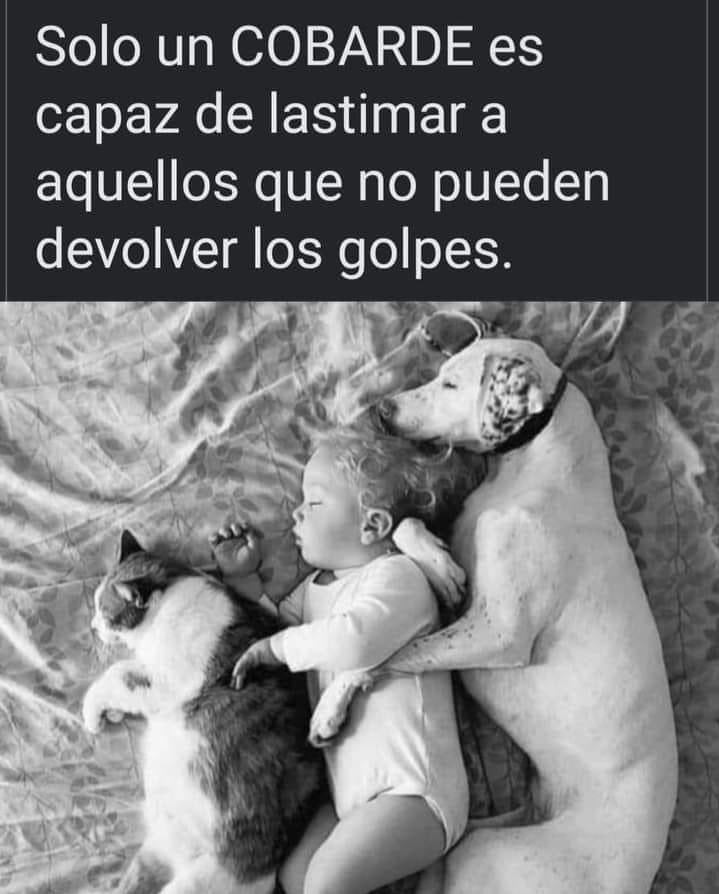 FundacionToby's tweet photo. Buenas noches fam 💜🧡🐾 https://t.co/9XOJTkhbb3