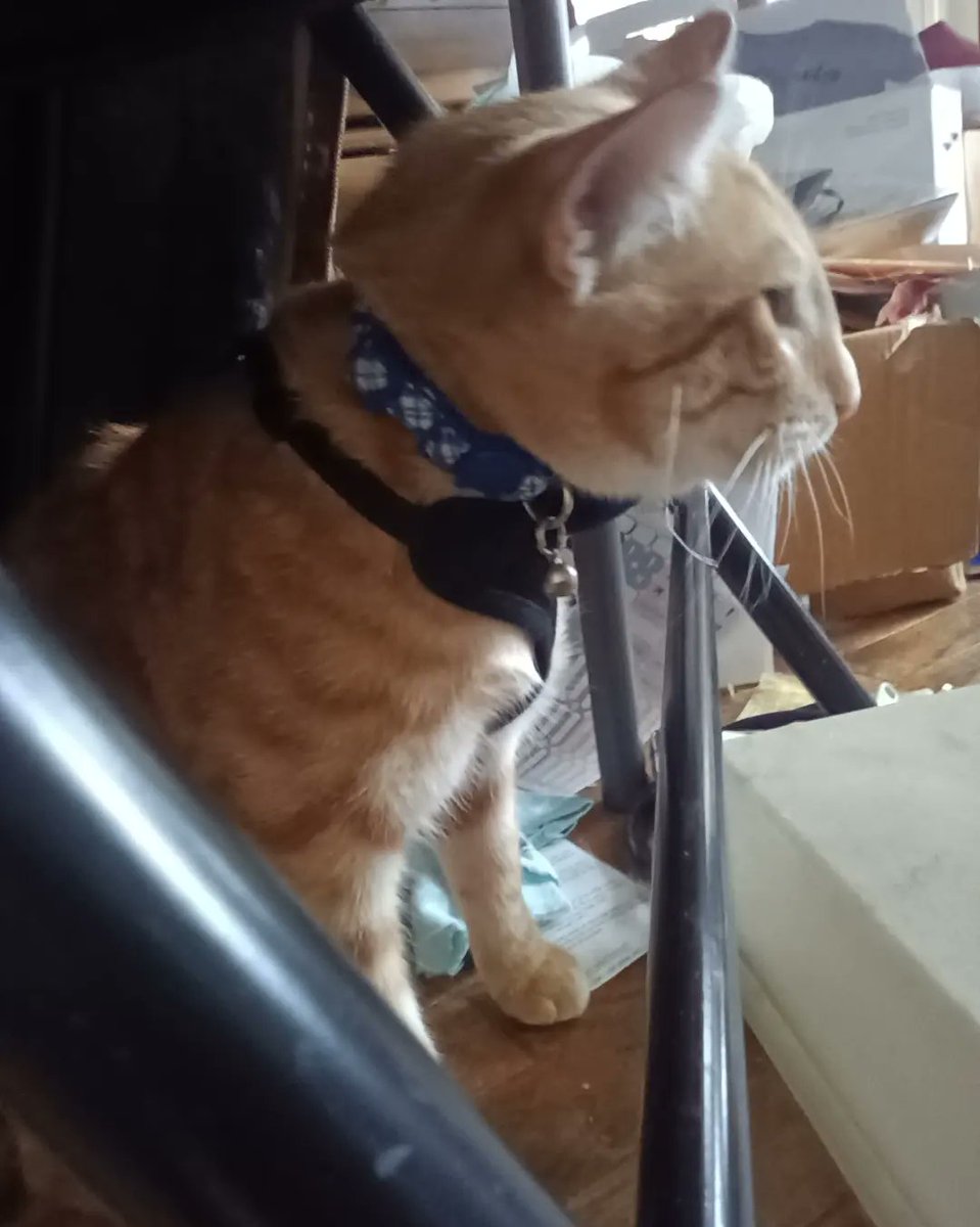 Cryptid_Salad_'s tweet photo. @frozenyogurrtt This is Buddy B. Queso [BBQ] because I adore stupid cat names that are just foods or like actual people names like Kevin
I just wanted an excuse to show off my son because he's my pride and joy and I love him dearly
He says "mROw" and I couldn't agree more https://t.co/v78HTq2D5C