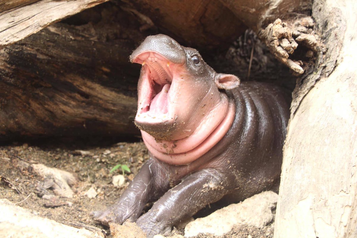 “it’s finally DevDay tomorrow!” https://t.co/i6uNknjRbl