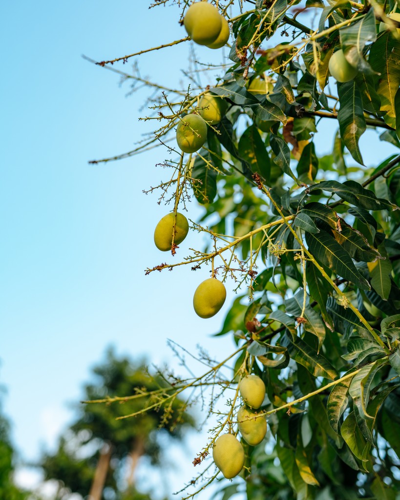 އޯލަ tweet media