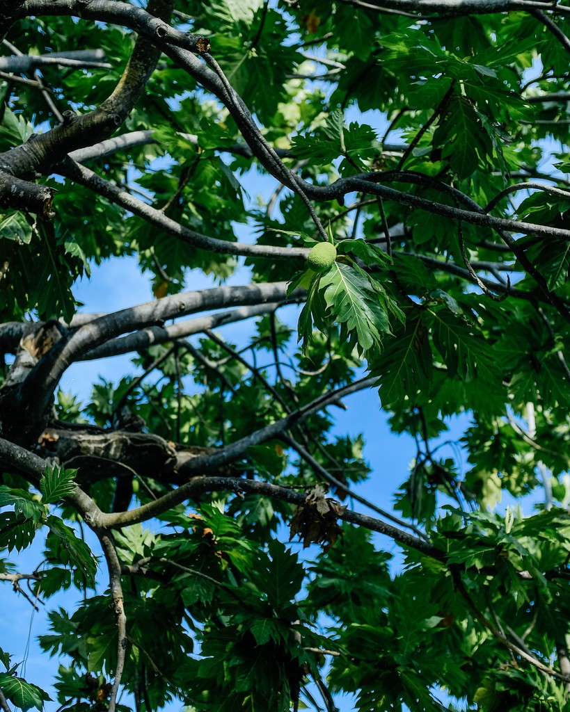 އޯލަ tweet media