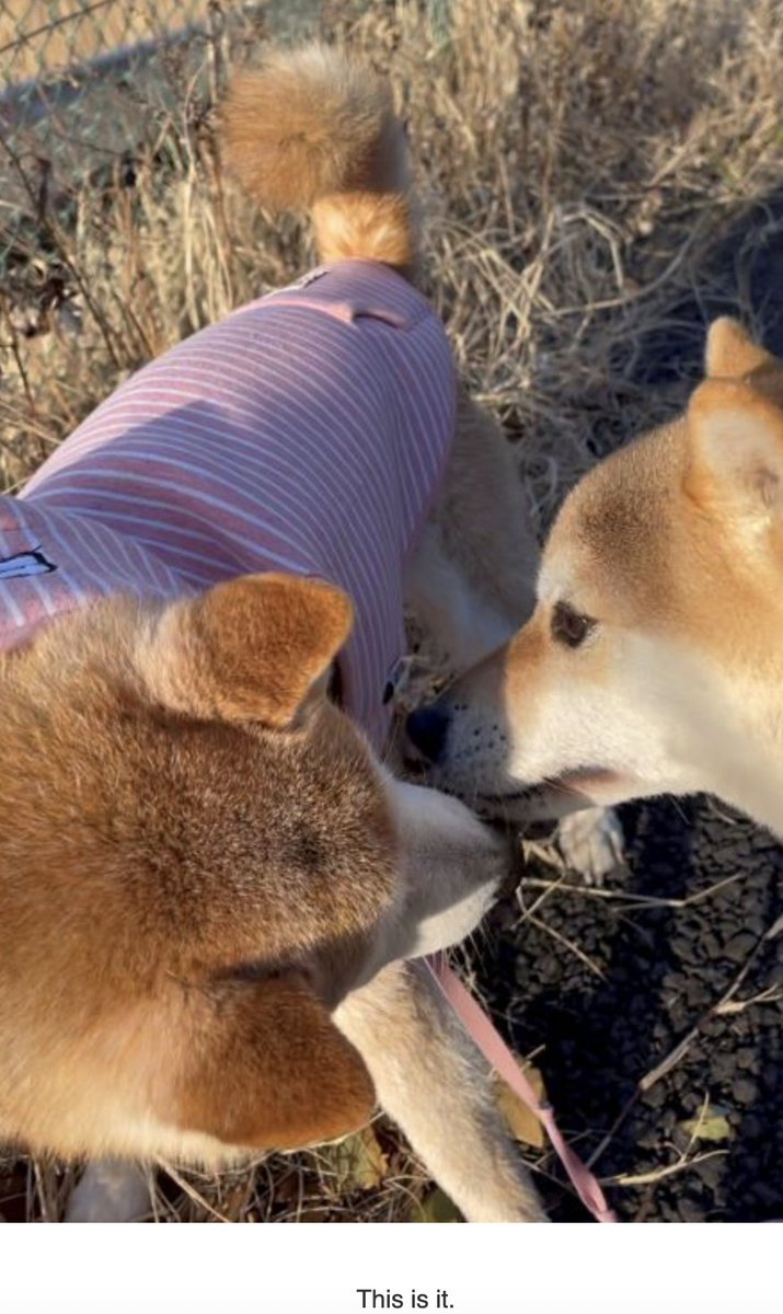 kogenkun's tweet photo. Kabosu would've wanted Kogenkun known to all... it was her boyfriend after all. Help us spread the word. $kogen $estee $neiro https://t.co/pRT5TmDyiJ