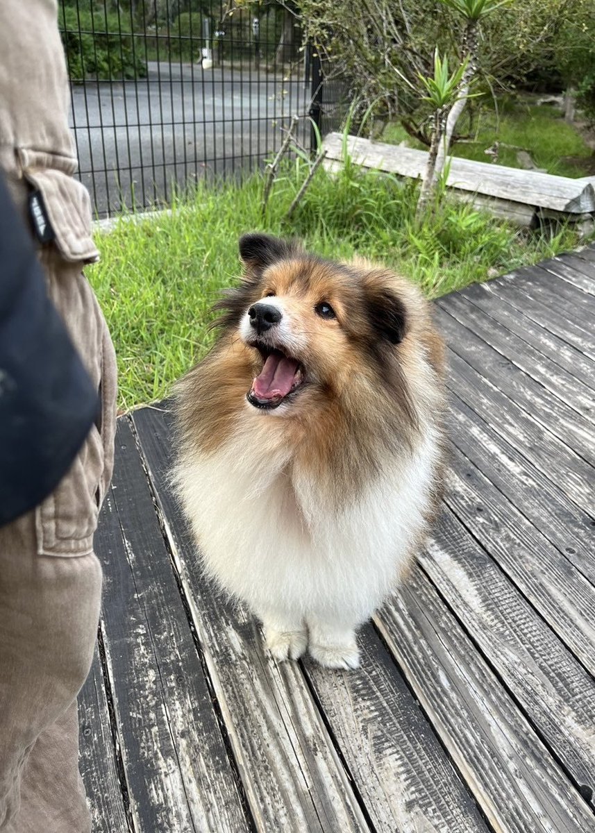 10月が始まりましたので、かわいいさつきちゃんをどうぞ