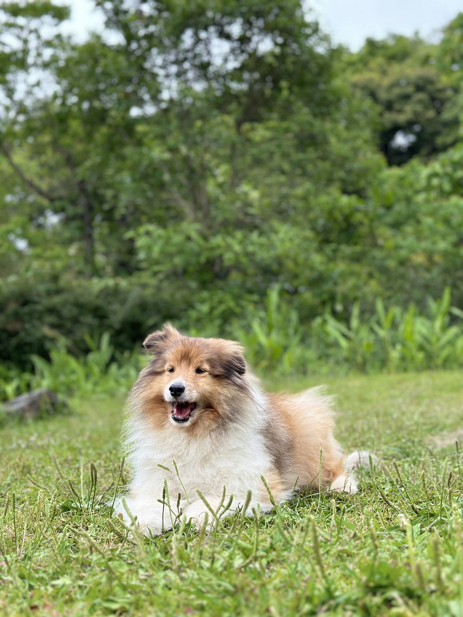 表札☆シェットランドシープドッグ200☆ Shetland Sheepdog | meetup | フリーステッチ free stitch