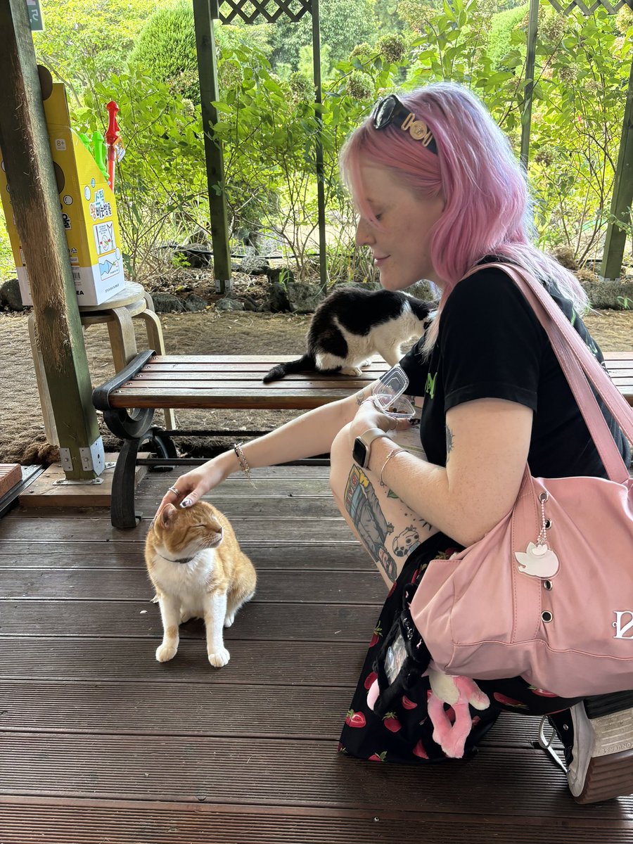 Jeju island treated me very well 🩷

The cat in the first photo was names Mango 🥺