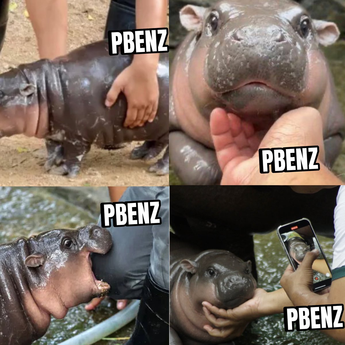 Pbenz | Keeper of Moo Deng CTO tweet media
