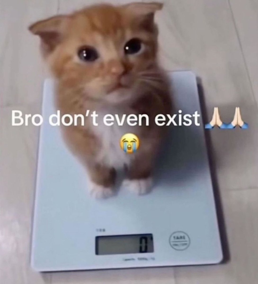 Punch Cat tweet media