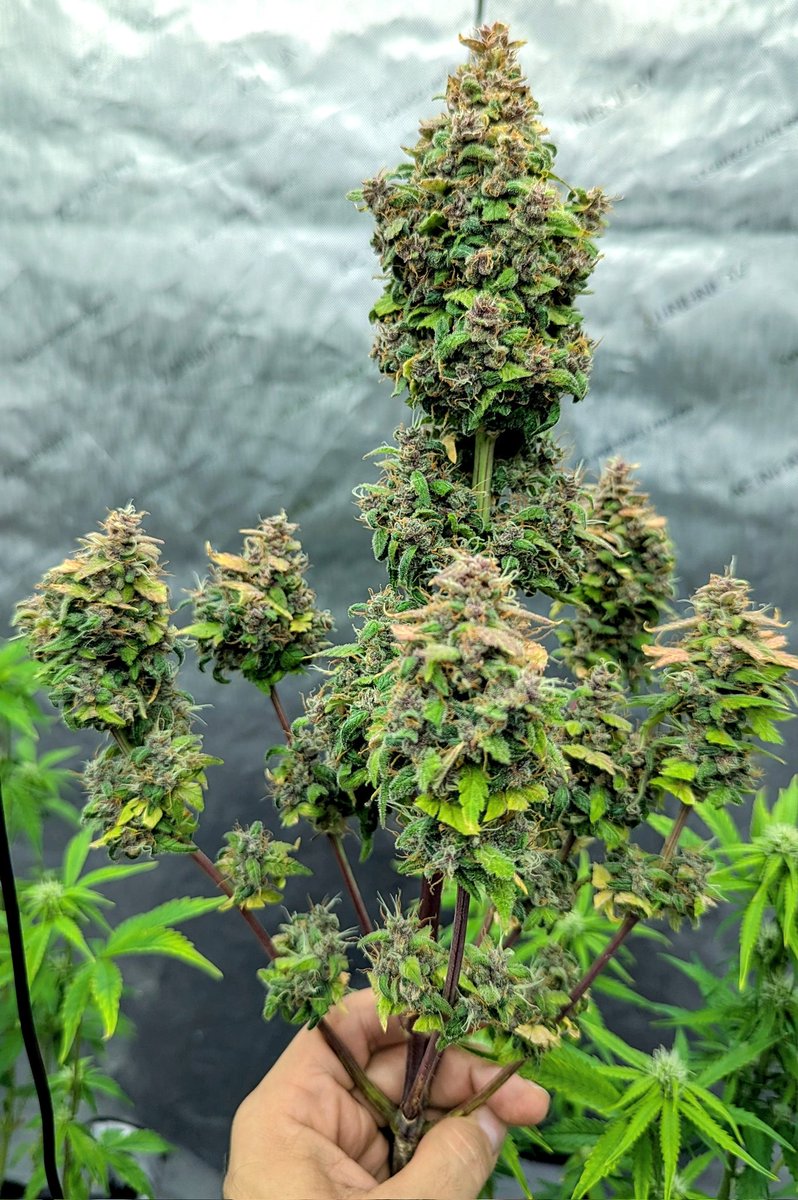 SmashGrows's tweet photo. Messing around and did a solocup grow of @Fast_Buds #BlueDreamAuto
First time with Blue Dream.
Wasn't really trying but turned it better than expected. Terps are glorious.
Just using #megacrop 1 part. @GreenleafNutes #growyourown https://t.co/ViIT5htMOe
