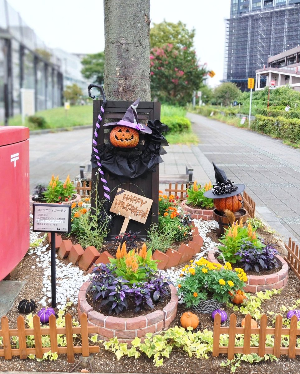 sentral_G's tweet photo. 今年のハロウィンガーデンには魔法使い姿のジャック🎃を飾りました。
園児にも大人気です💜
オレンジ色の花と紫や黒い葉っぱを植えてハロウィンカラーにして雰囲気出しました。

ジャック2号🎃の前でワンちゃんのハロウィン写真撮れますよ〜🐶🎃
見に来てね〜🖤💜🧡

#豊洲三丁目公園
#ハロウィン https://t.co/VR7UFUiOj9