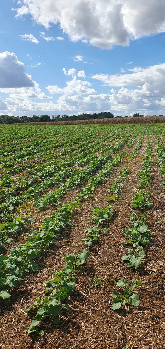 15j plus tard #colza galope fort ! B8 pour #Aviron et B6 pour #Académic. Une année propice au desherbage de PL. La différence est nette ! Belle différence de frigo entre concurrence saine et fort impact du liseron des champs .. Le remplissage du frigo sera le meilleur remède !