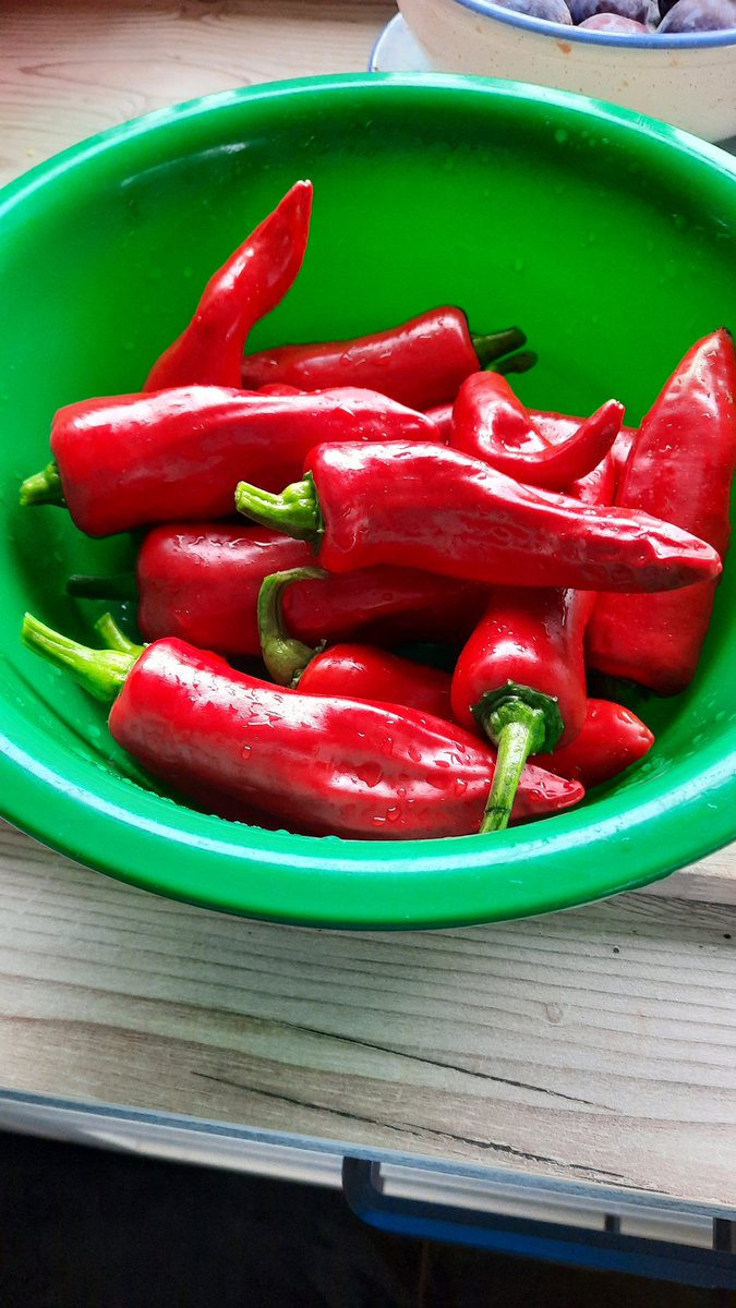 FrancoiseBakx's tweet image. 2de oogst #piment d'espelette. Ik heb 2 planten in de kas. Van de eerste oogst heb ik poeder gemaakt en 2de oogst wordt sambal. 😜