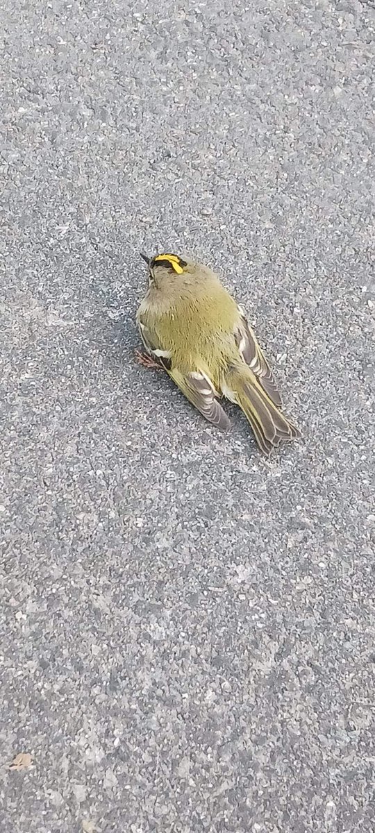MarleenaIsomaa's tweet photo. Jälleen se aika vuodesta, kun hippiäisiä kuolee #Kruunuvuoren Haakkoninlahdenkadun ja kerrostalojen ikkunoihin. Tälle pitäisi saada jo loppu. Voisiko lintujen muuttoreitit huomioida a) ikkunoiden suunnitteluvaiheessa, b) jo valmistuneissa taloissa? #kymp #heka 🐦 https://t.co/TISPy4is1F
