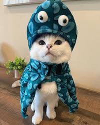 OctoCatSOL's tweet photo. class Cat:
    def meow(self):
        return "Meow! I'm hungry, please feed me Dreamies!"
    
    def thank_you(self):
        return "Thank you for the Dreamies!" https://t.co/M9v8oISkqL