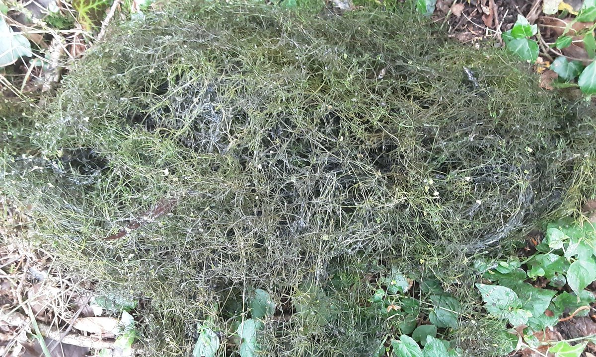 knotweedLTD's tweet image. Having previously surveyed this pond, the team were on site again yesterday treating a #Duckweed and #Pondweed infestation at Whynnstay Hall. Duckweed is a prolific invasive plant, as seen here smothering the pond. Find out more about Duckweed: tinyurl.com/yc4dt9z7
