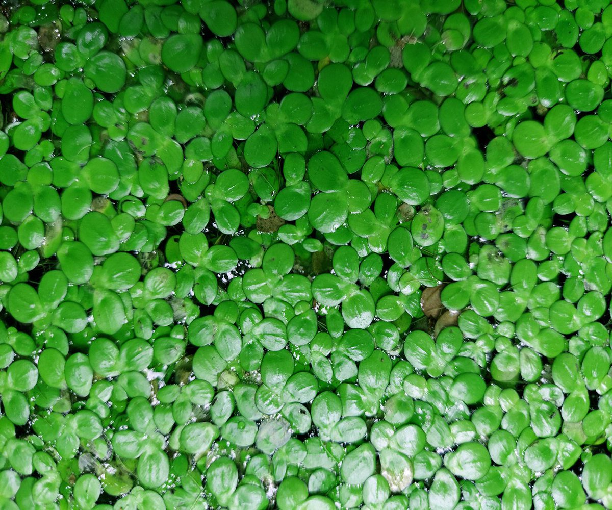 knotweedLTD's tweet image. Having previously surveyed this pond, the team were on site again yesterday treating a #Duckweed and #Pondweed infestation at Whynnstay Hall. Duckweed is a prolific invasive plant, as seen here smothering the pond. Find out more about Duckweed: tinyurl.com/yc4dt9z7