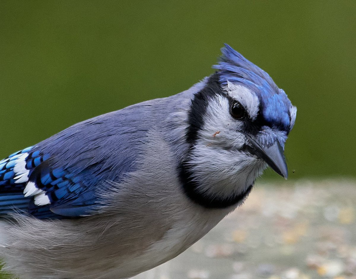 paulhayes55's tweet image. Blue Jay.