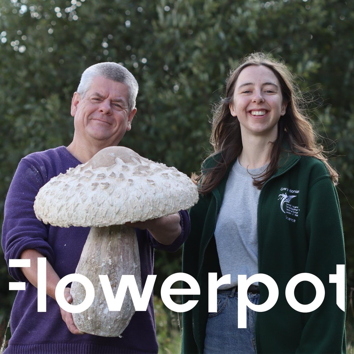 Mae Podleidiad y Pot Blodyn yn ôl gyda phennod arbennig i ddathlu Diwrnod Ffwng y DU ar 5ed o Hydref. Mae Ellyn Baker, Swyddog Ymgysylltu Cadwraeth, yn sgwrsio gyda Bruce Langridge, cyn Pennaeth Dehongli, gan dreiddio i fyd cyfareddol ffyngau 🍄🍄
tinyurl.com/4n956dpt