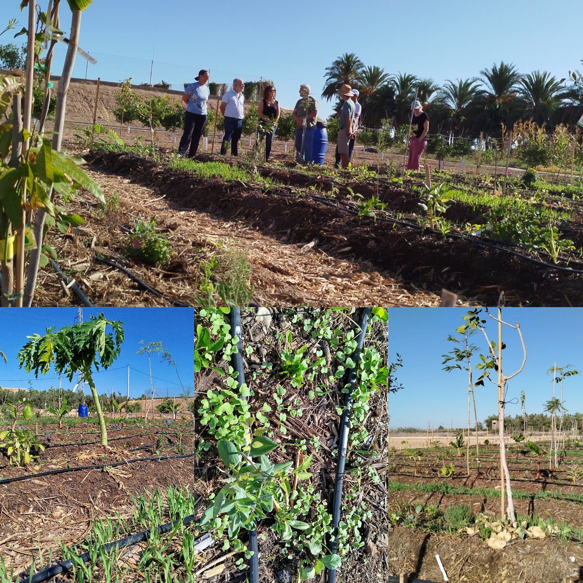 AgrosimbiosisLab (@agrosimblab) on Twitter photo Después de una semana nuestro bosque crece en diversidad y abundancia.
🌳🌻🌱🌻🌱🌳
Visita de los alumnos del taller Bosque Productivo y Comestible, inspiración para sus proyectos.
<a href="/AgrosimbLab/">AgrosimbiosisLab</a> cuenta con el apoyo de <a href="/FBiodiversidad/">Fundación Biodiversidad</a> <a href="/OficinaMarMenor/">Oficina Técnica del Mar Menor</a>
<a href="/mitecogob/">Transición Ecológica y Reto Demográfico</a> #MiMarMenor Después de una semana nuestro bosque crece en diversidad y abundancia.
🌳🌻🌱🌻🌱🌳
Visita de los alumnos del taller Bosque Productivo y Comestible, inspiración para sus proyectos.
<a href="/AgrosimbLab/">AgrosimbiosisLab</a> cuenta con el apoyo de <a href="/FBiodiversidad/">Fundación Biodiversidad</a> <a href="/OficinaMarMenor/">Oficina Técnica del Mar Menor</a>
<a href="/mitecogob/">Transición Ecológica y Reto Demográfico</a> #MiMarMenor