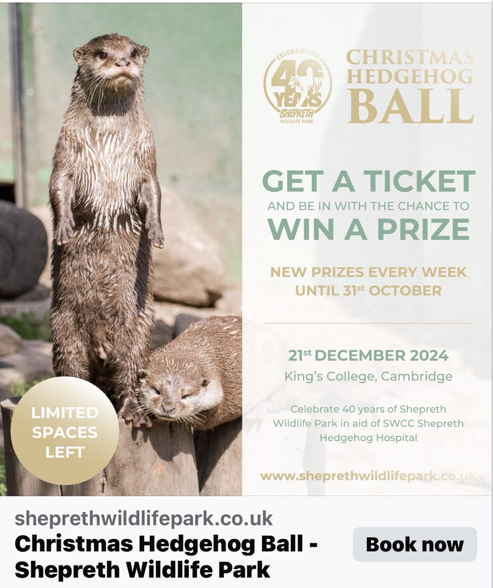 Shepreth Wildlife Park (@sheprethwpark) on Twitter photo ✨On 21st December 2024, we will mark our 40th anniversary at the prestigious King's College, Cambridge, in support of <a href="/SWCCHedgehogs/">SWCC Hedgehogs</a>. Head over to sheprethwildlifepark.co.uk/product/40than… to reserve your tickets & be in with a chance of winning an otter experience for 3 too! 🥂 ✨On 21st December 2024, we will mark our 40th anniversary at the prestigious King's College, Cambridge, in support of <a href="/SWCCHedgehogs/">SWCC Hedgehogs</a>. Head over to sheprethwildlifepark.co.uk/product/40than… to reserve your tickets & be in with a chance of winning an otter experience for 3 too! 🥂