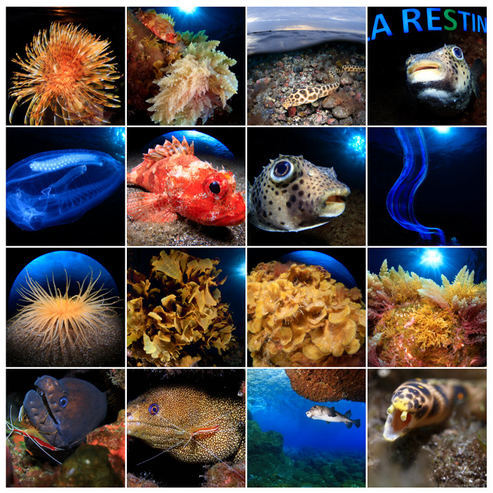 Hoy comienza el plazo de votaciones del mes de septiembre en el 7º Open Fotosub Online
online.fotosubelhierro.es/hoy-comienza-e…

#elhierro #fotosubonline #islascanarias #larestinga #uwphotography #underwater #fotosub #fotografiasubmarina #underwaterpics #uwpic #underwaterimages