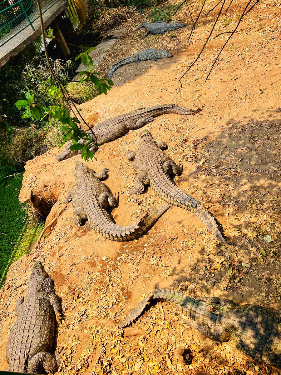 Yvonne_Maphosa's tweet image. Crocodile Farm 🐊

In hindsight, I should have worn Lacoste 😝

#TravelZimbabwe 🇿🇼