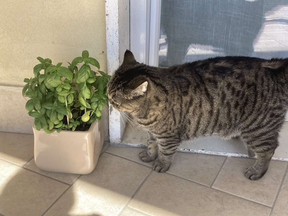 Atrebor78's tweet image. Dice che sto andando bene col basilico #controlloqualità by #JunoTheCat