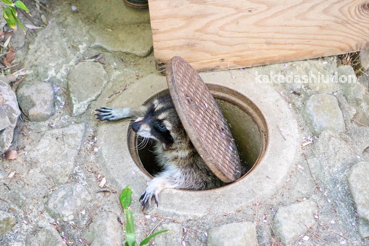 kakedashiudon's tweet image. #国際アライグマ感謝の日 なので、マンホールから出没するアライグマのカールくんを再掲します

📷20230422 #長野市茶臼山動物園 #アライグマ