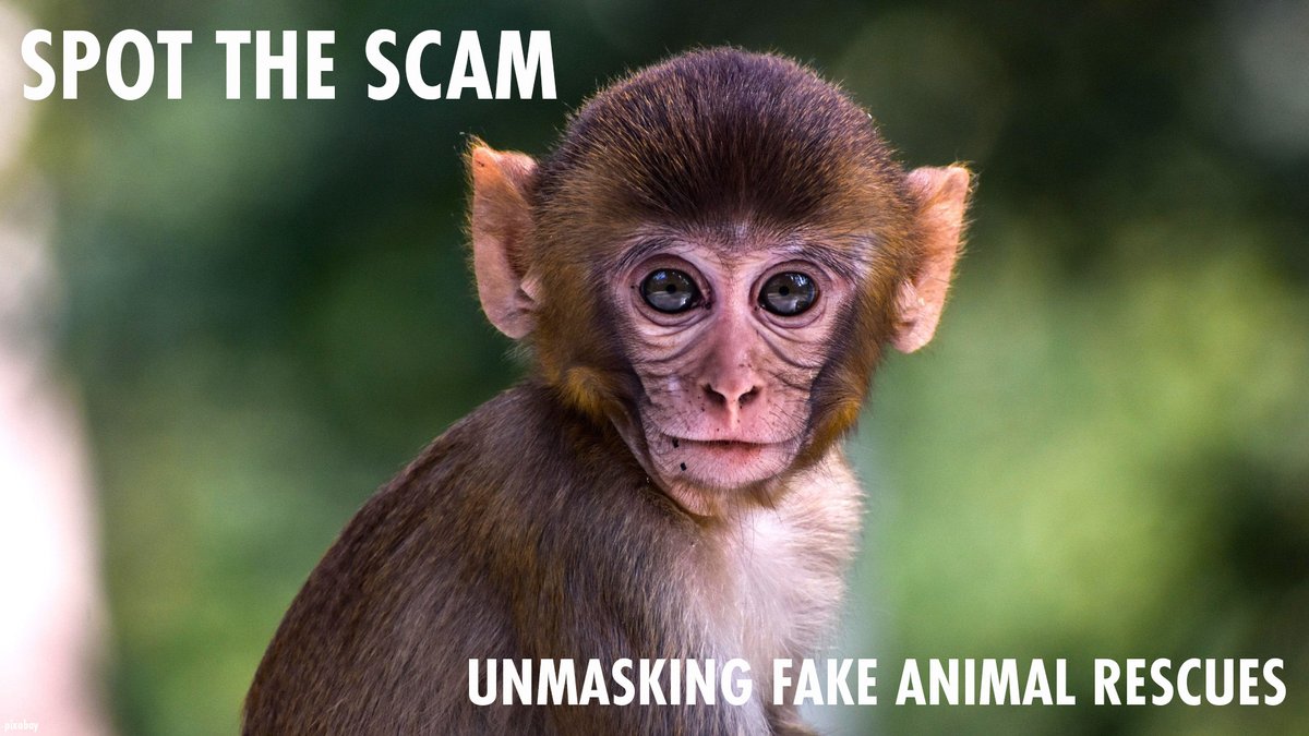Born Free Foundation (@bornfreefdn) on Twitter photo Did you know fake 'animal rescue' content is prevalent on social media? Today, the Social Media Animal Cruelty Coalition launches a report, calling on social media companies to tackle this animal welfare issue (1/9)👇#SpotTheScam <a href="/AsiaforAnimals/">Asia for Animals Coalition</a>
bornfree.org.uk/news/new-repor… Did you know fake 'animal rescue' content is prevalent on social media? Today, the Social Media Animal Cruelty Coalition launches a report, calling on social media companies to tackle this animal welfare issue (1/9)👇#SpotTheScam <a href="/AsiaforAnimals/">Asia for Animals Coalition</a>
bornfree.org.uk/news/new-repor…