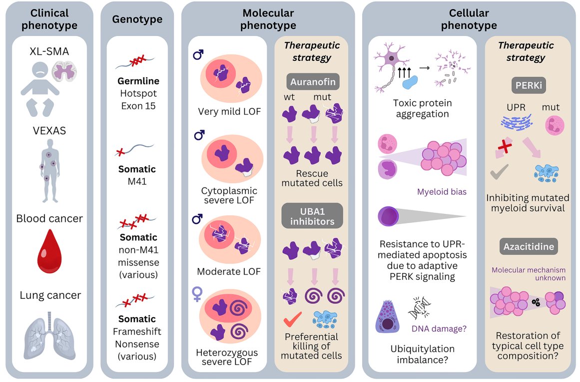 📄This research perspective thoroughly examines the impact of #UBA1 loss of function &amp; recent advancements in #VEXAS research, focusing on inflammation, cytopenias, clonality, and oncogenic potential; highlighting in particular M41 versus non-M41 mutations oncotarget.com/article/28646/…