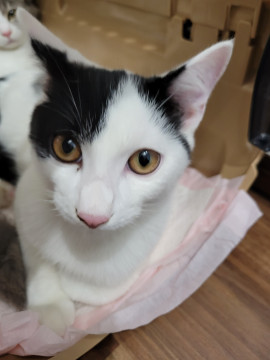 n_kanto_foster's tweet photo. 甘えん坊さんです。
茨城県 ♂ 生後5ヶ月 の"ソラくん"ちゃんです。
 #猫 #ネコ #里親 #里親募集 #茨城県 #拡散希望 
詳細：https://t.co/mMdb9Eqp3i
写真： https://t.co/n1WpLpV238