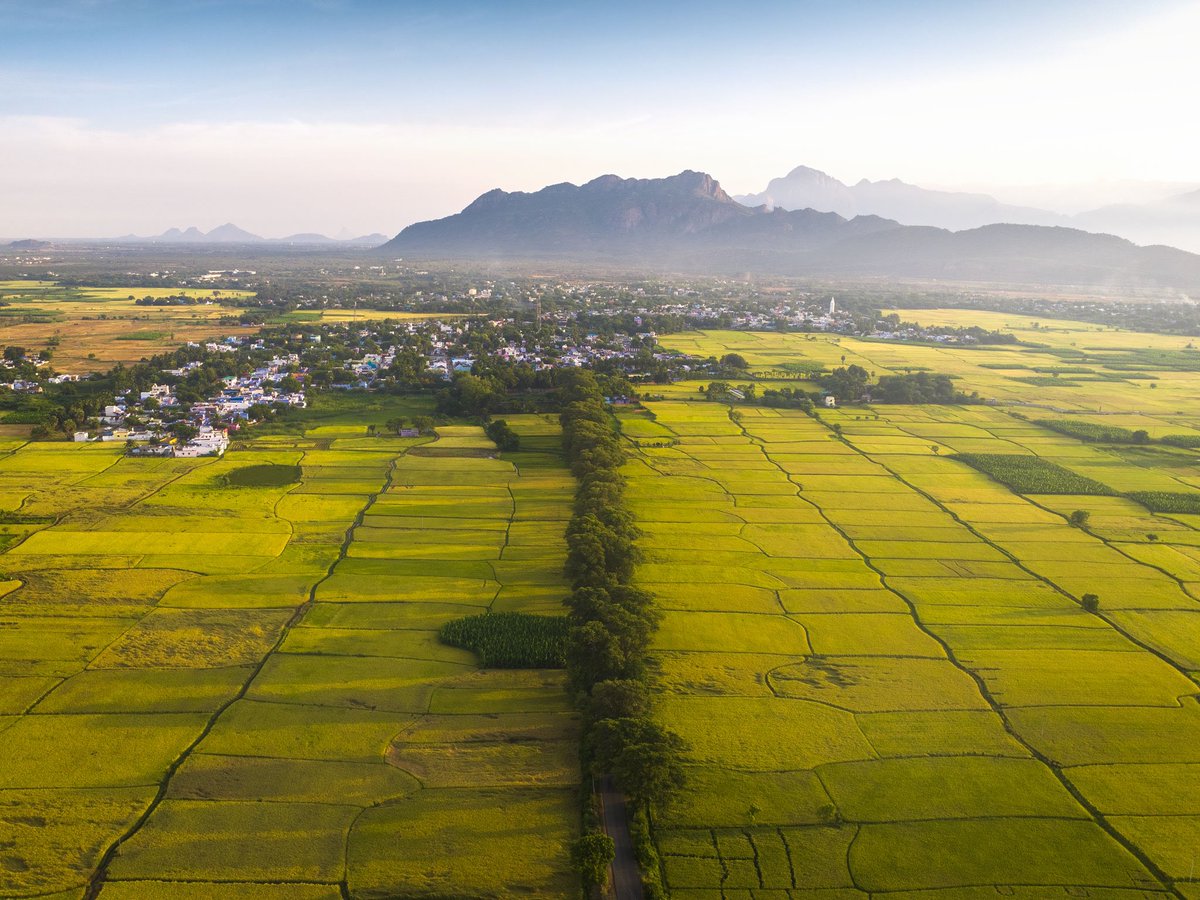 the_prabster's tweet photo. Endless rice fields around Cheranmahadevi. #Tirunelveli https://t.co/vwrQVvnthW