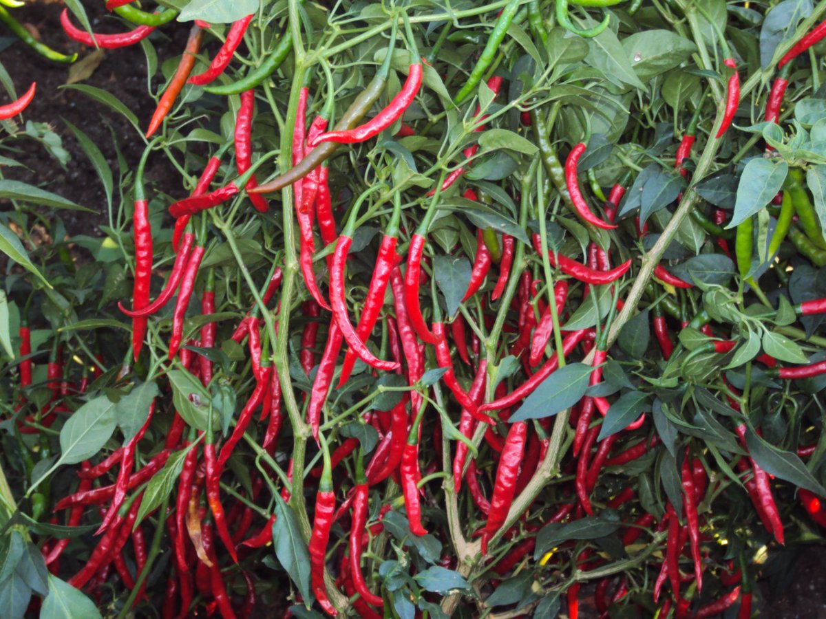 Agronomme_'s tweet photo. Chilli 🌶 🌶 🌶  has high demand which makes them a good venture to consider! #Agronomme🇷🇼 https://t.co/AWgbCFRWPK