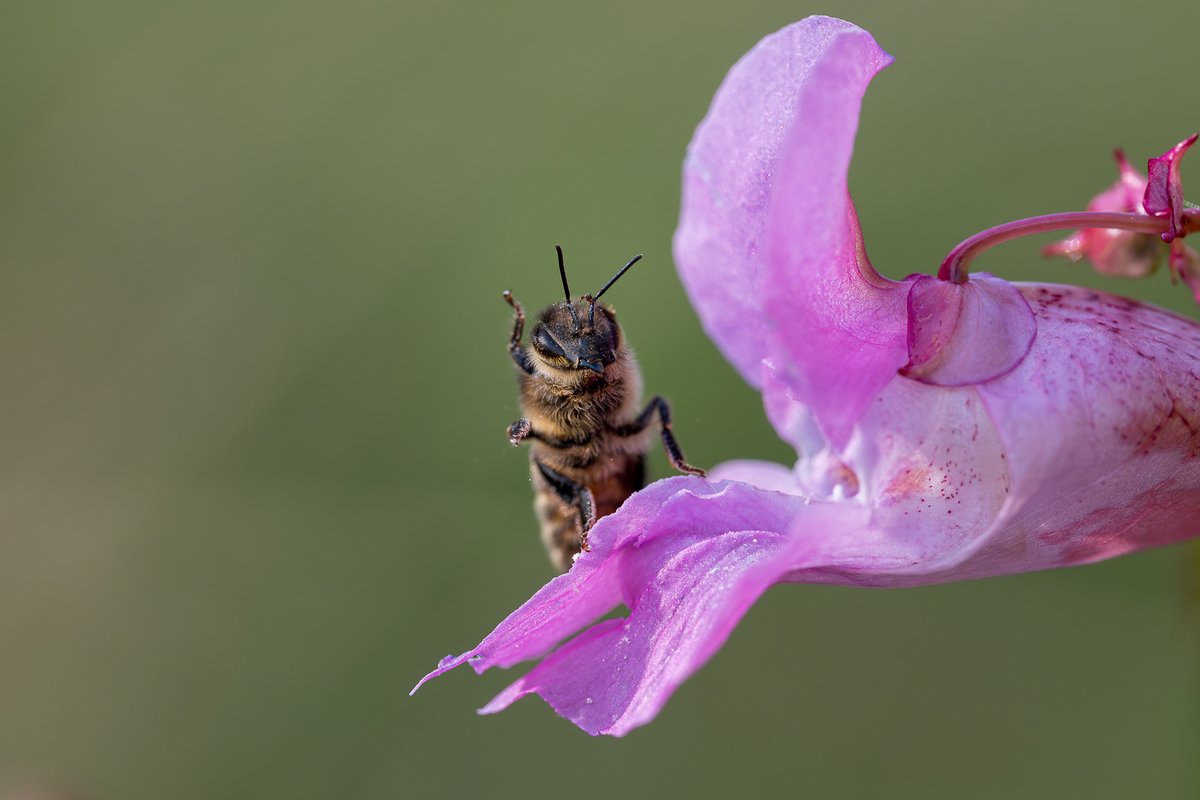 Waving goodbye to the summer for another year 🐝

(📸 Andrew Spencer)
