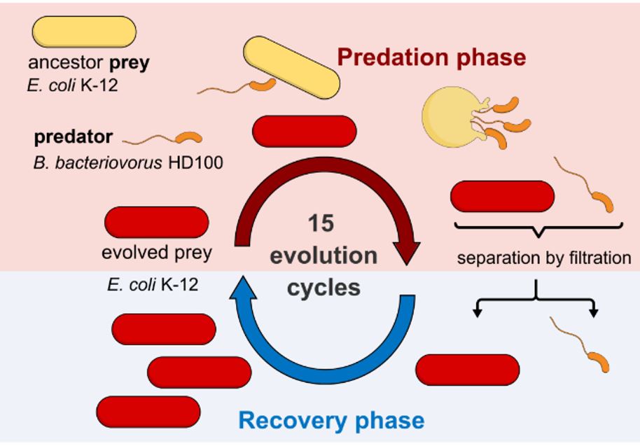 Simona G. Huwiler (@simonahuwiler) on Twitter photo Thrilled to share the first preprint from <a href="/Huwilerlab/">Predatory Bacteria Lab</a> @UZHScience. Great team work by <a href="/SubhamMridha/">Subham Mridha</a> and me, supported by @RolfsMicrobes <a href="/DQBM_uzh/">Department of Quantitative Biomedicine</a>. Can E.coli escape from predation by ‘living antibiotic’ B.bacteriovorus? tiny.cc/pr1ozz #Evolution #predatoryBacteria #BALO Thrilled to share the first preprint from <a href="/Huwilerlab/">Predatory Bacteria Lab</a> @UZHScience. Great team work by <a href="/SubhamMridha/">Subham Mridha</a> and me, supported by @RolfsMicrobes <a href="/DQBM_uzh/">Department of Quantitative Biomedicine</a>. Can E.coli escape from predation by ‘living antibiotic’ B.bacteriovorus? tiny.cc/pr1ozz #Evolution #predatoryBacteria #BALO