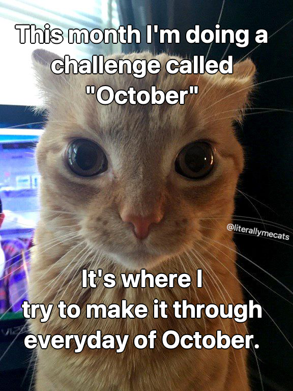 literallymecats's tweet photo. https://t.co/vUCO4VKI4Y