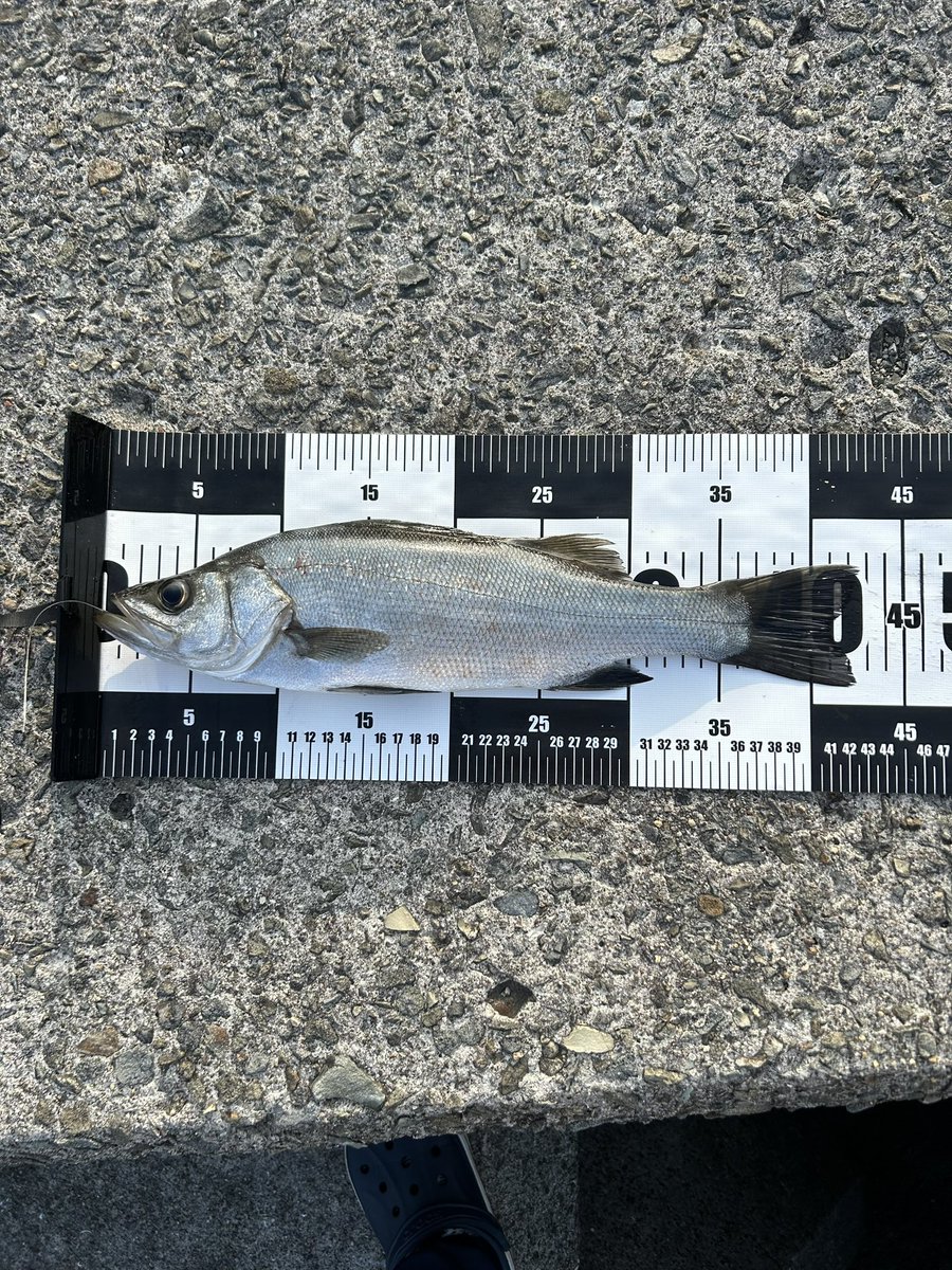 fishing_0401's tweet photo. 和歌山　朝5時ごろ
ノマセでスズキ🐟

これ何スズキですか？

#シーバス　#スズキ　#釣り https://t.co/QWC7UJhN9A