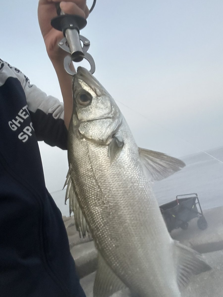 fishing_0401's tweet photo. 和歌山　朝5時ごろ
ノマセでスズキ🐟

これ何スズキですか？

#シーバス　#スズキ　#釣り https://t.co/QWC7UJhN9A