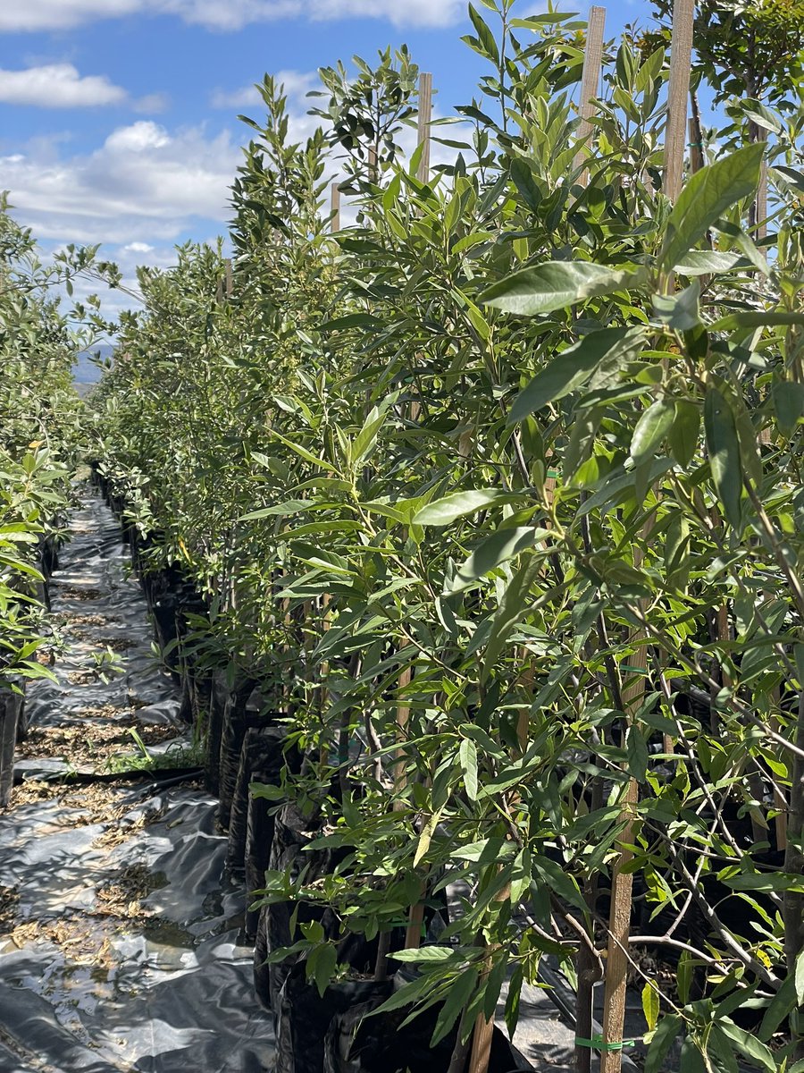 📸1 shows how it started in 2021 &amp; how it’s going in 2024. Being in the tree business teaches patience. We don’t sell trees, we sell time. 

These Kiggelaria africanas are now available in 50L’s 

Every 🌳 we grow has a story &amp; we’re dedicated to growing each one. We 💚 growing