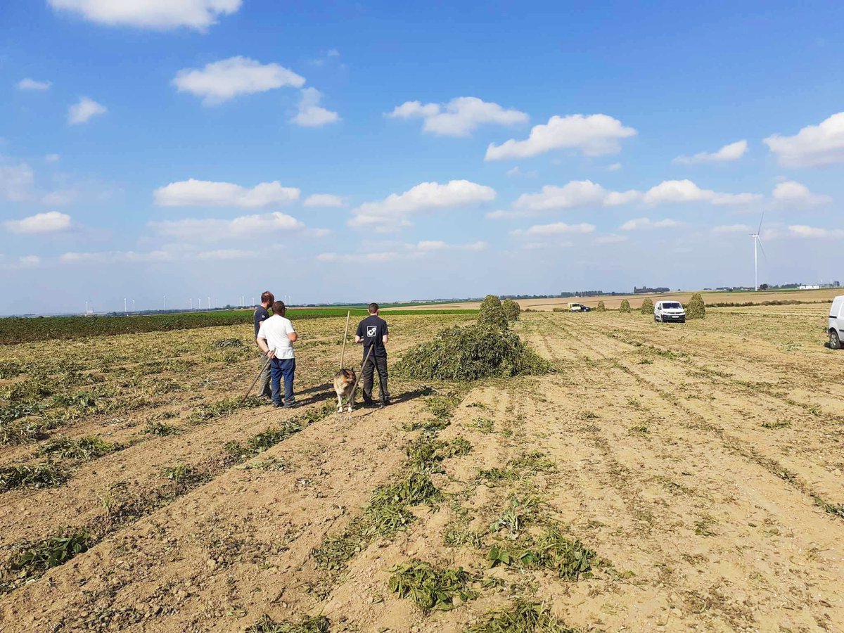 ATerlynck's tweet photo. 🫛De drôles de petits amas façonnent le paysage de #Boussieres. Ce sont des #perroquets, méthode ancestrale pour sécher les #flageolets #labelrouge.
💪Et eux, se sont les hommes, la force vive, grâce à qui la qualité dans nos assiettes est toujours possible. Merci !🫛
#verdelys https://t.co/xrsIYX4TZi