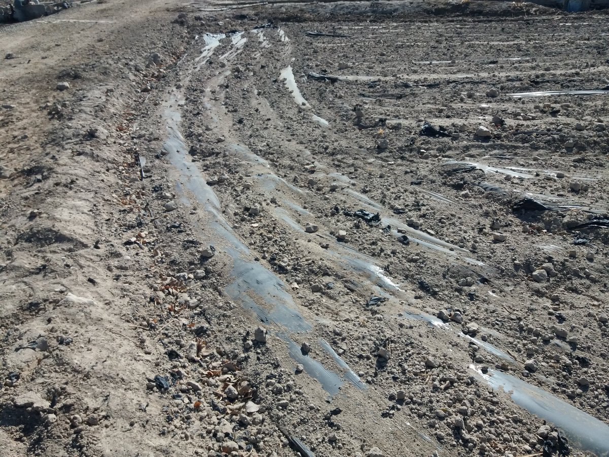 Sigue permitiéndose el uso masivo de plástico en la agricultura de regadío intensiva. Una vez finalizado el cultivo, el plástico se entierra directamente en el suelo (del orden de 100 kg/ha y año), contaminando los suelos y el agua.

Debería prohibirse su uso en los cultivos.