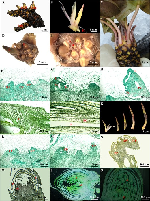 Hortres's tweet photo. This study reveals intricate cold adaptation mechanisms of the white water lily, highlighting key roles of phytohormones, amino acid metabolism, &amp; circadian rhythms. #ColdAdaptation #AquaticPlants @OxfordJournals 
Details:https://t.co/N7OzR3673l https://t.co/74ZOU7IfLm