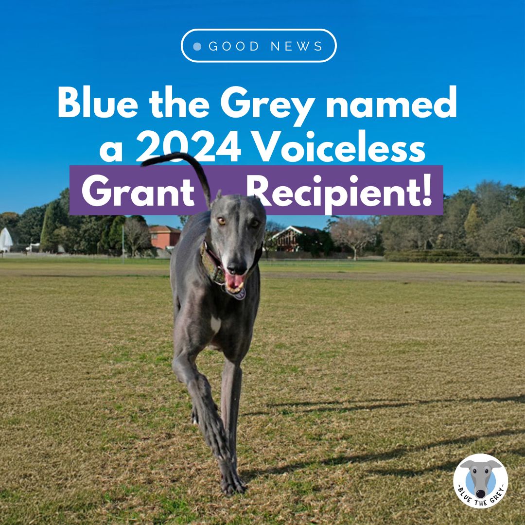 Blue the Grey tweet media