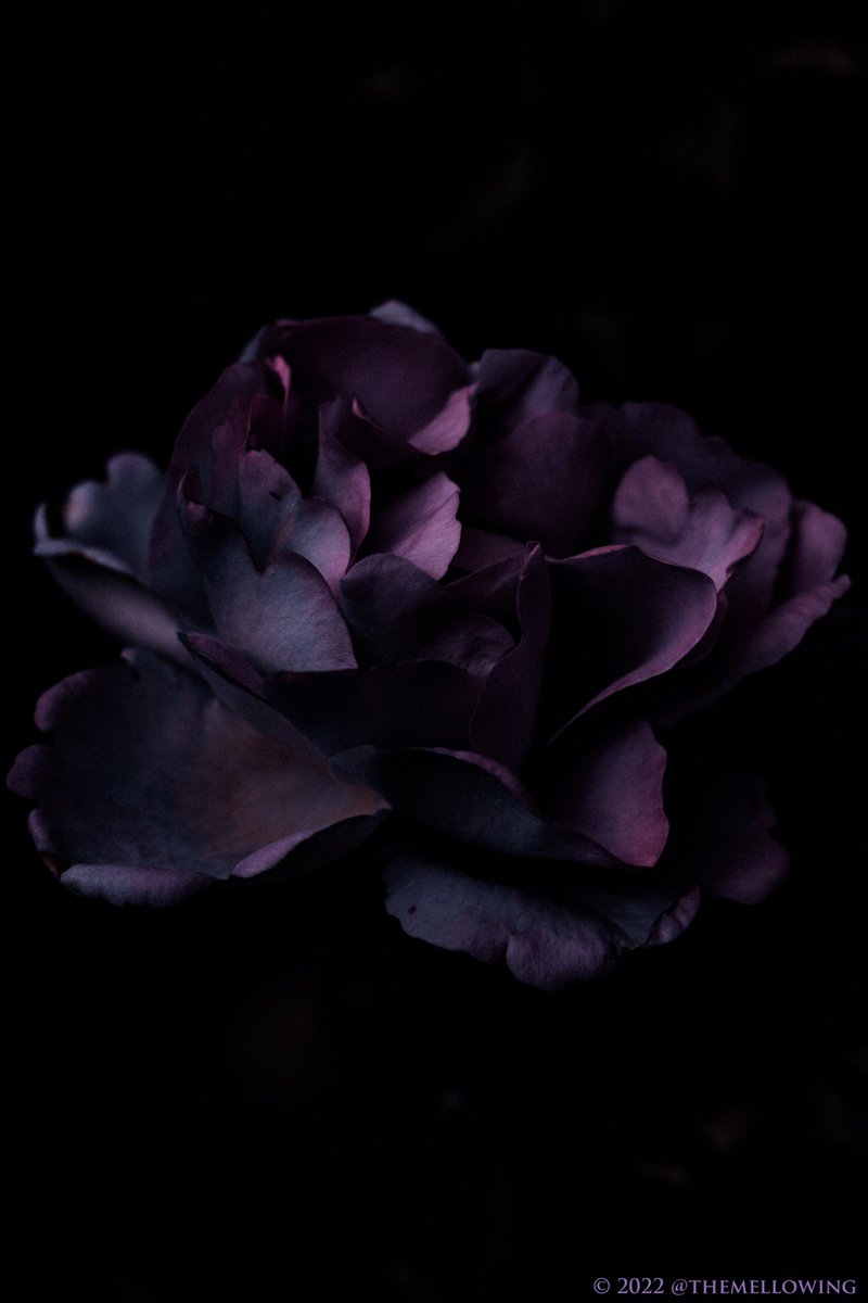 themellowing's tweet photo. my heart https://t.co/GCcarGIxy6