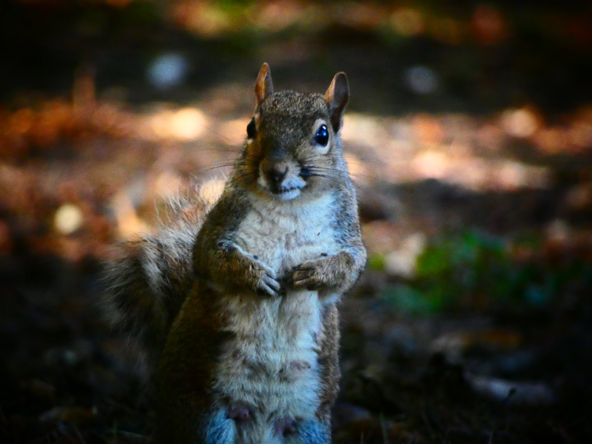Happy 1st October! It's been a mix of downpours and gorgeous sunshine this week. Did you get out and spot anything wild in n around Cardiff? Share tonight 8-9pm #wildcardiffhour 🦔🦇🐿️🐦‍⬛🐸🐛🦋🦖😉