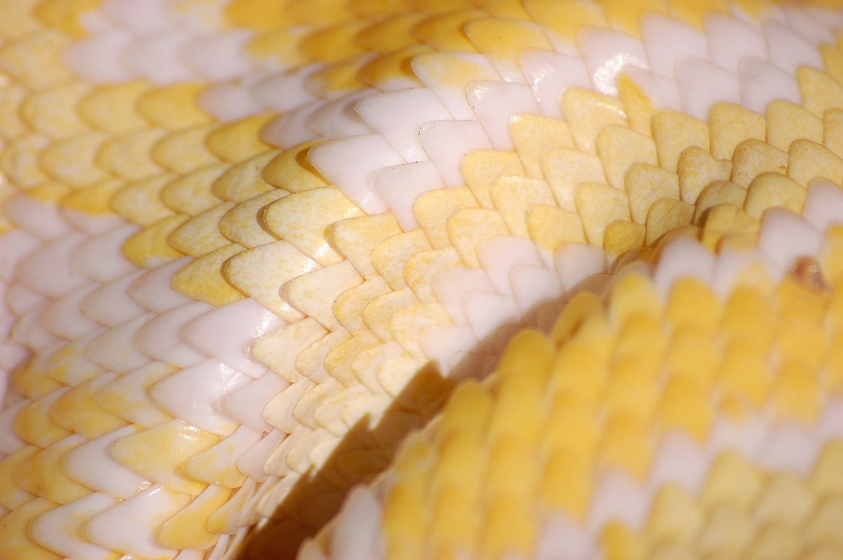 UBDivulga's tweet photo. Ècdisi #voldir procés de muda o pèrdua de l’epidermis o cutícula d’un animal. Es pot produir per continuar creixent, en el cas dels artròpodes, o renovar la seva pell, en el cas dels rèptils i dels amfibis. #DiaMundialAnimals https://t.co/TdQttK1qJZ https://t.co/BTnemw0zJt
