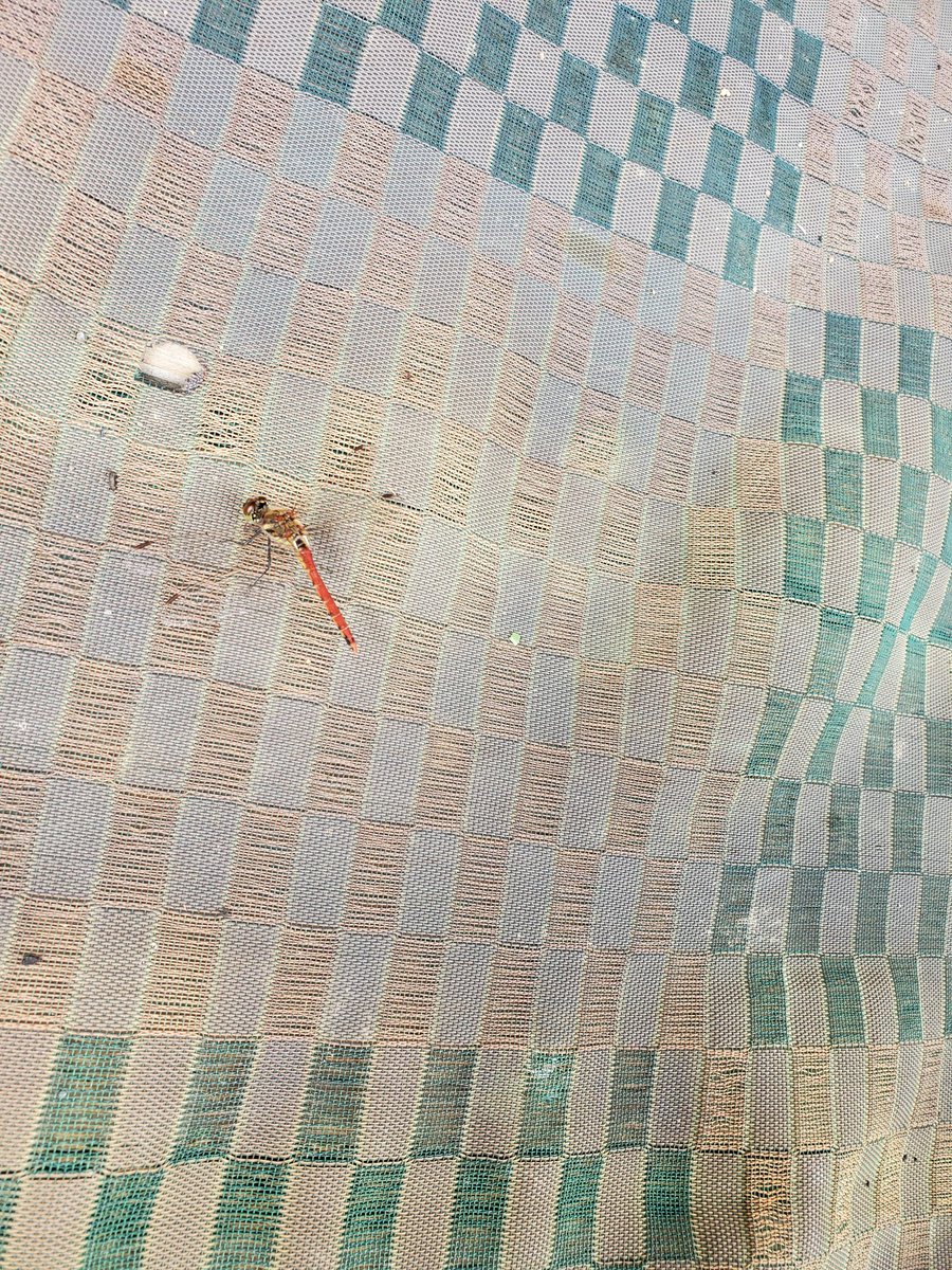 konbiniobachan's tweet image. #vient
出口にトンボおって
踏まれてまうぜよ

横にどいてもらった