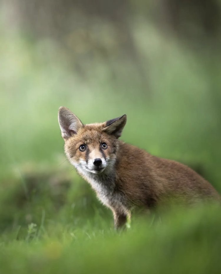 Another great image by <a href="/tristan/">tristan yver</a>.bane on Instagram #FoxOfTheDay