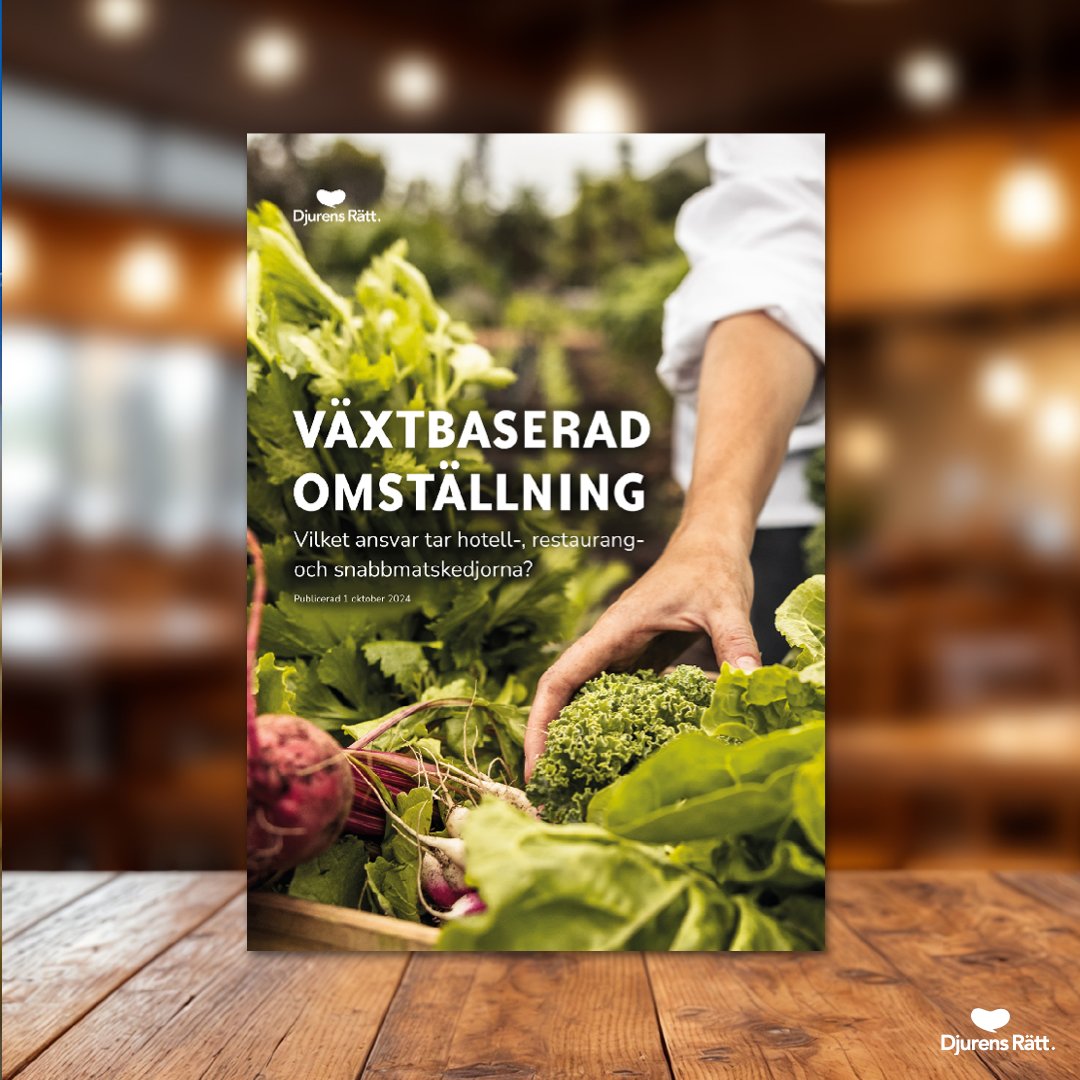 Idag den 1 oktober är det vegetariska världsdagen. Vi firar den lite extra genom att släppa en ny rapport om hur hotell-, restaurang- och snabbmatsbranschen arbetar med växtbaserad omställning. 

 Läs hela rapporten nedan 🏆: 
djurensratt.se/vaxtbaserad-om…